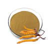 Polvo de extracto de Cordyceps sinensis